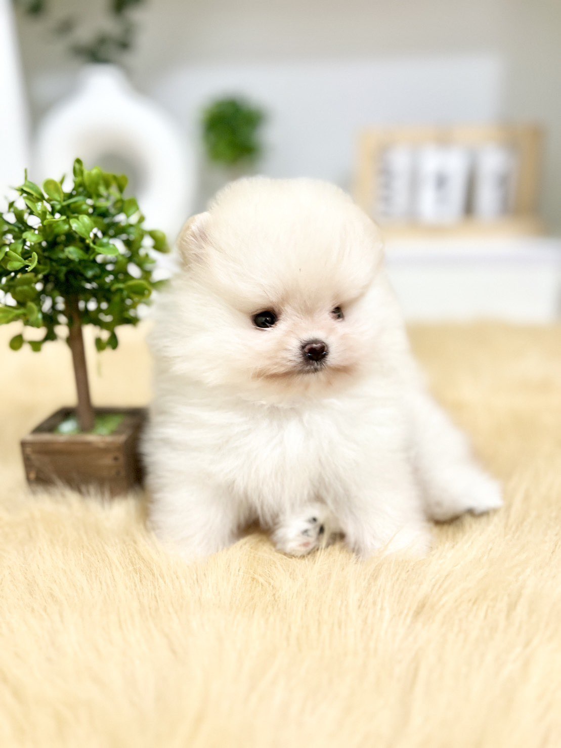 ปอมขาว สุดหล่อ