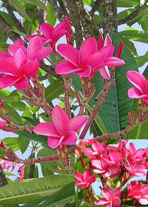 Plumeria rubra ( Red frangipani)