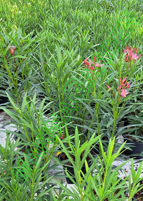 Nerium-oleander-red