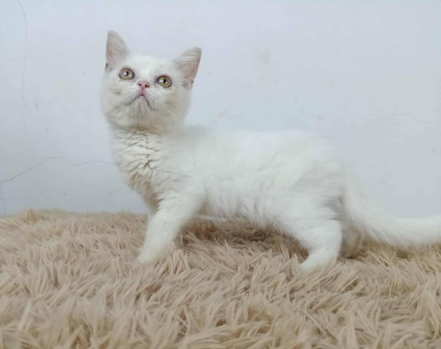 6.แมวมันช์กิ้นขายาว/เพศผู้ Munchkin Cat long legs/Male