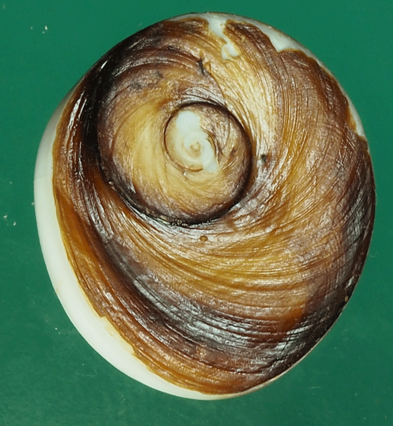 B2365 คดหอย โบราณ 17