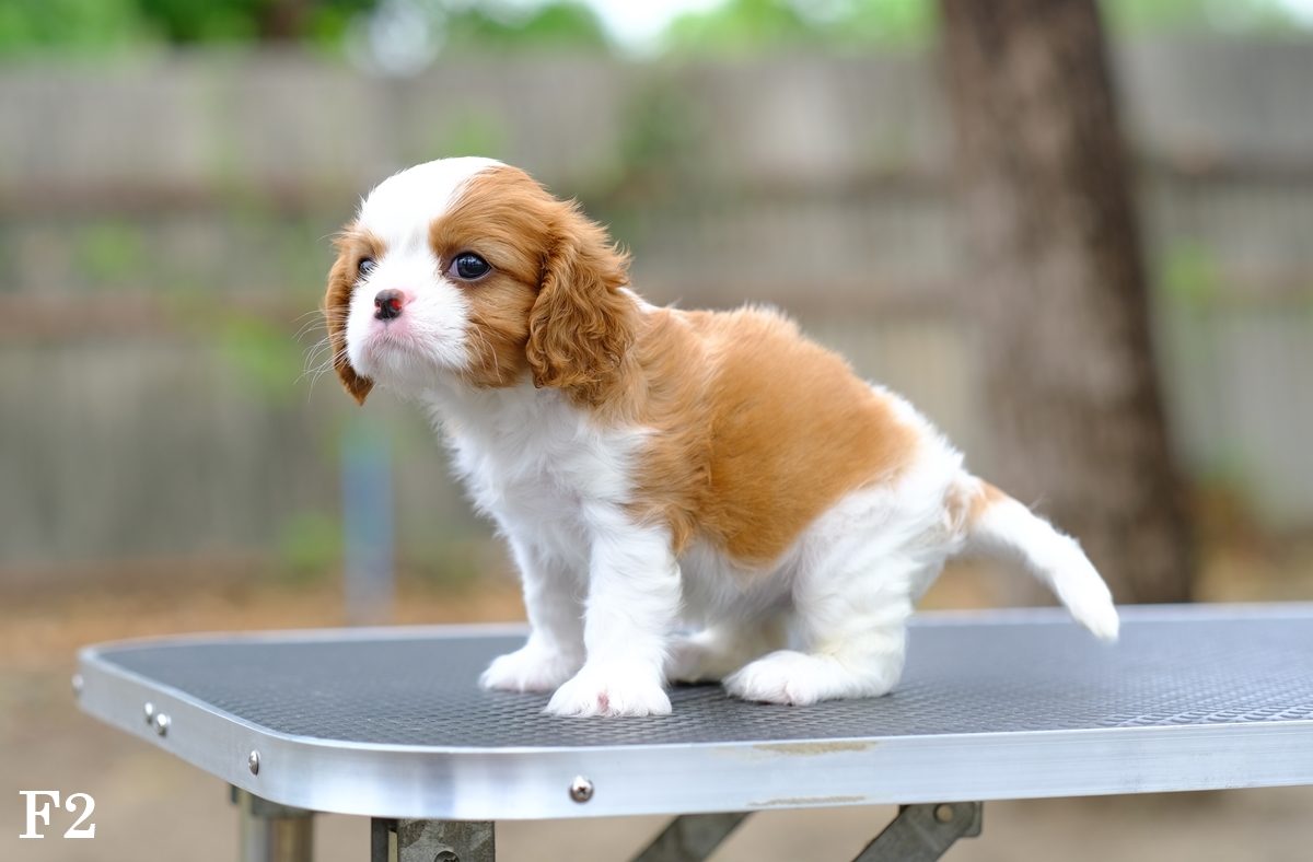 ลูกคาวาเลียร์ เพศเมีย เกิดมาจากพ่อแม่นำเข้า กะโหลกขา ขาใหญ่ นิสัยน่ารัก สายเลือดดี