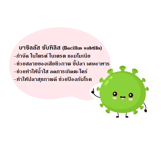 THUNDER BAC⚡️ (แบคทีเรียชนิดผง ทำระบบกรองชีวภาพ ย่อยสลายของเสีย ขี้ปลา ทำให้น้ำใสสะอาด)