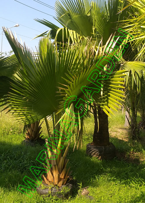 Copernicia baileyana (Cuban Fan Palm)