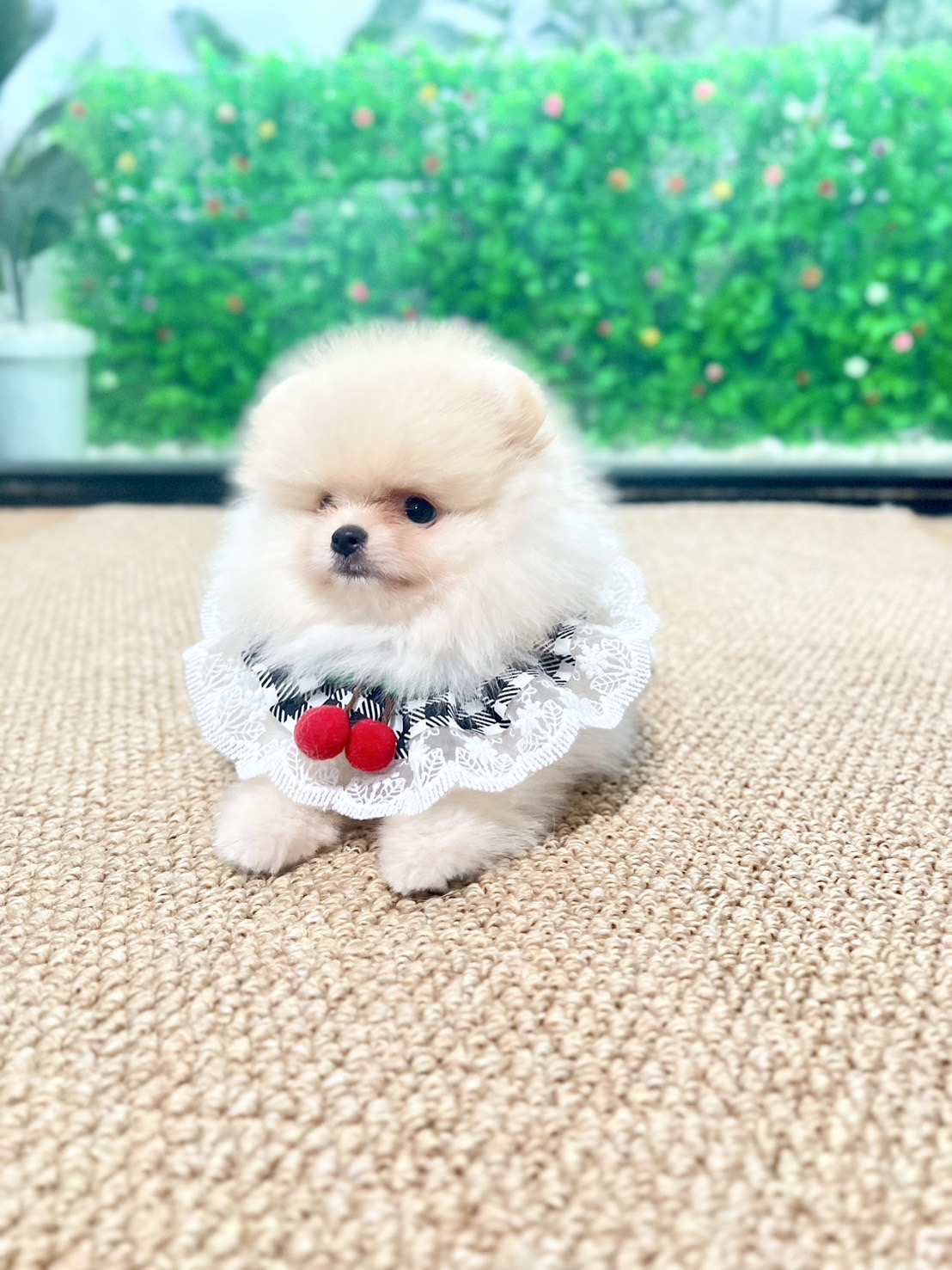 ปอมหน้าหมีขนเเน่น เพศผู้