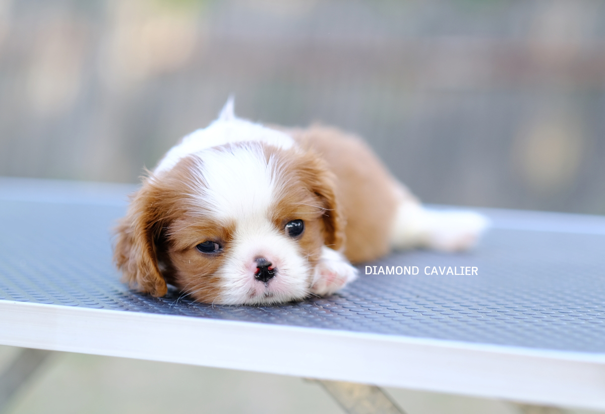 พร้อมจำหน่าย ลูกคาวาเลียร์ เพศผู้ เกิดมาจากพ่อแน่นำเข้า และมีตำแหน่งเป็นไทยแชมป์ทั้งพ่อและแม่ สายเลือดดี สุขภาพสมบูรณ์แร็ง กินเก่งเลี้ยงง่าย ใครต้องการสุนัขคาวาเลียร์สายพันธุ์ดีๆ พลาดไม่ได้ค่า