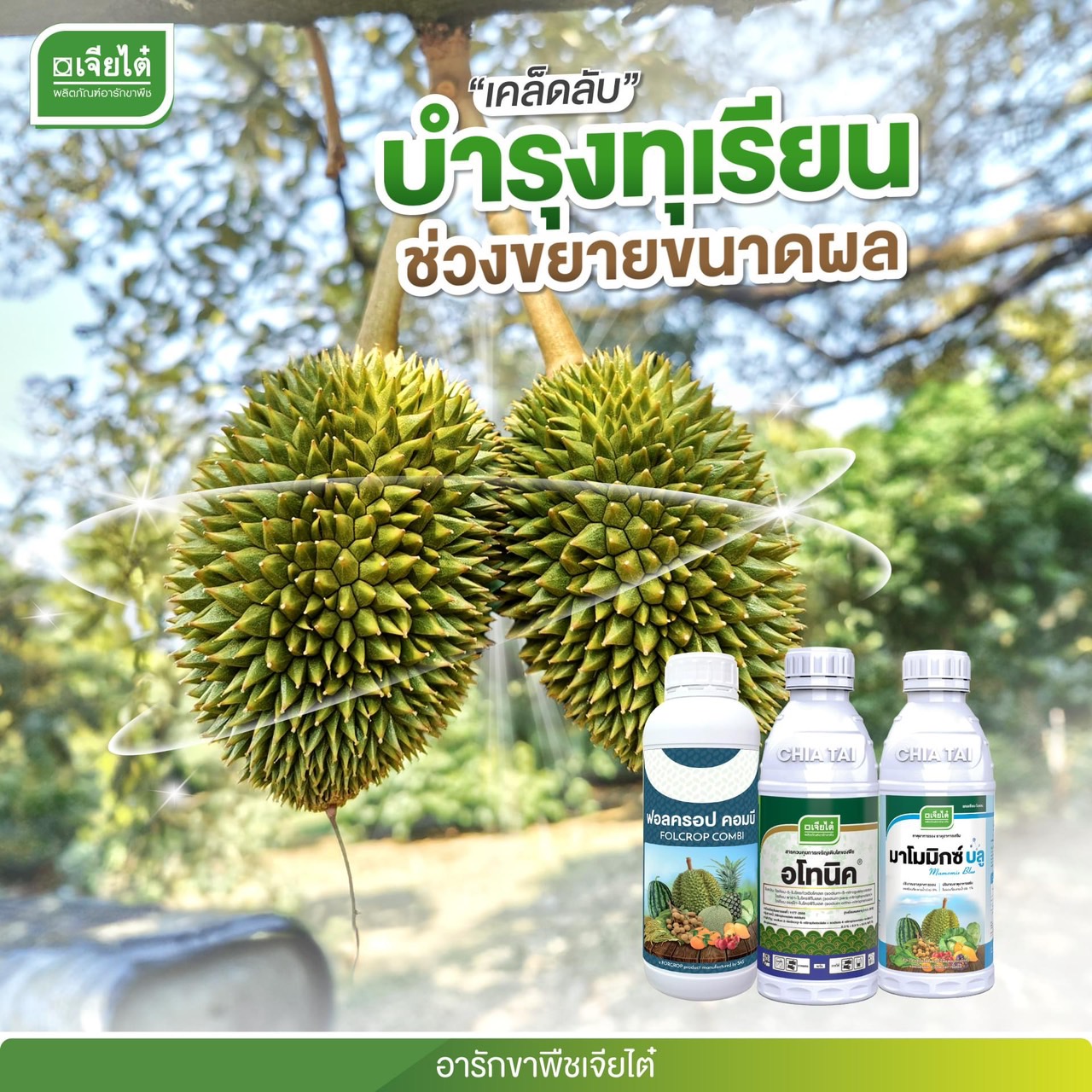 ชุด บำรุงทุเรียน ช่วงขยายขนาดผล - ฟอลครอป คอมบี 1L. + อโทนิค 500cc. + มาโมมิกซ์ บลู 1L.