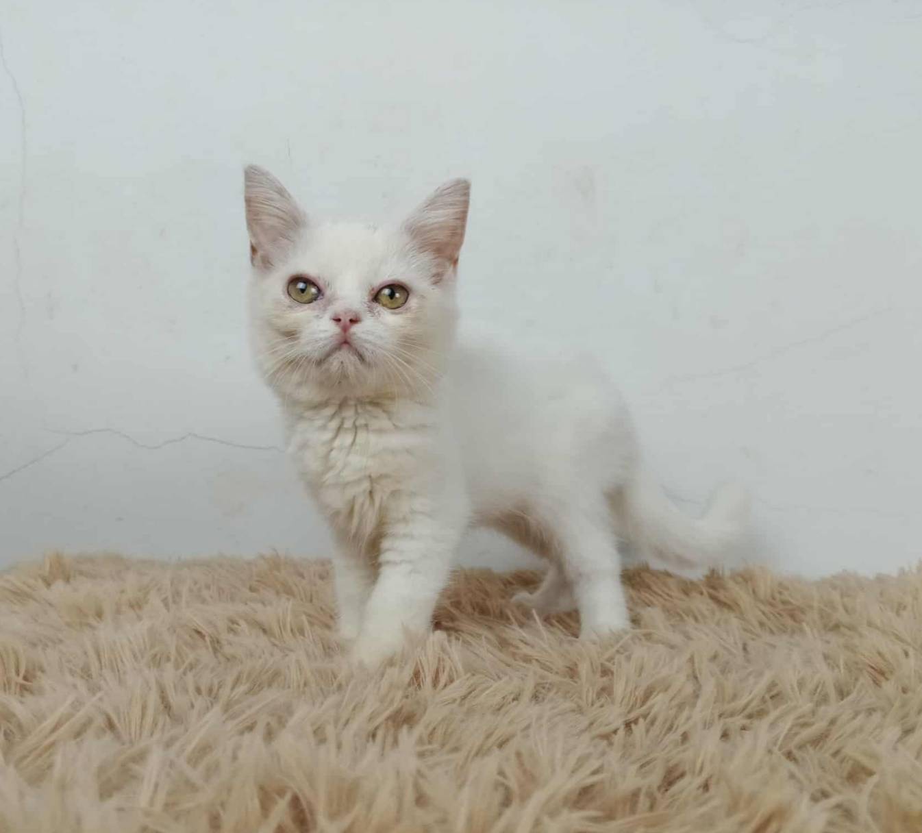 6.แมวมันช์กิ้นขายาว/เพศผู้ Munchkin Cat long legs/Male