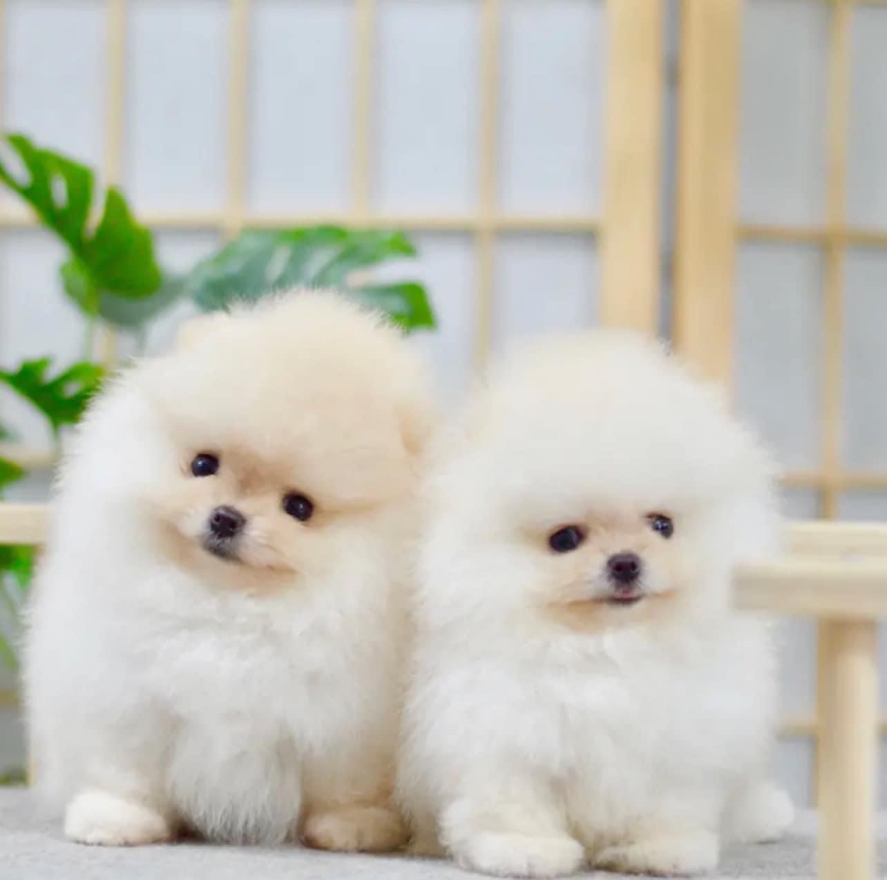 ปอมเเท้ สีขาว หน้าหมี