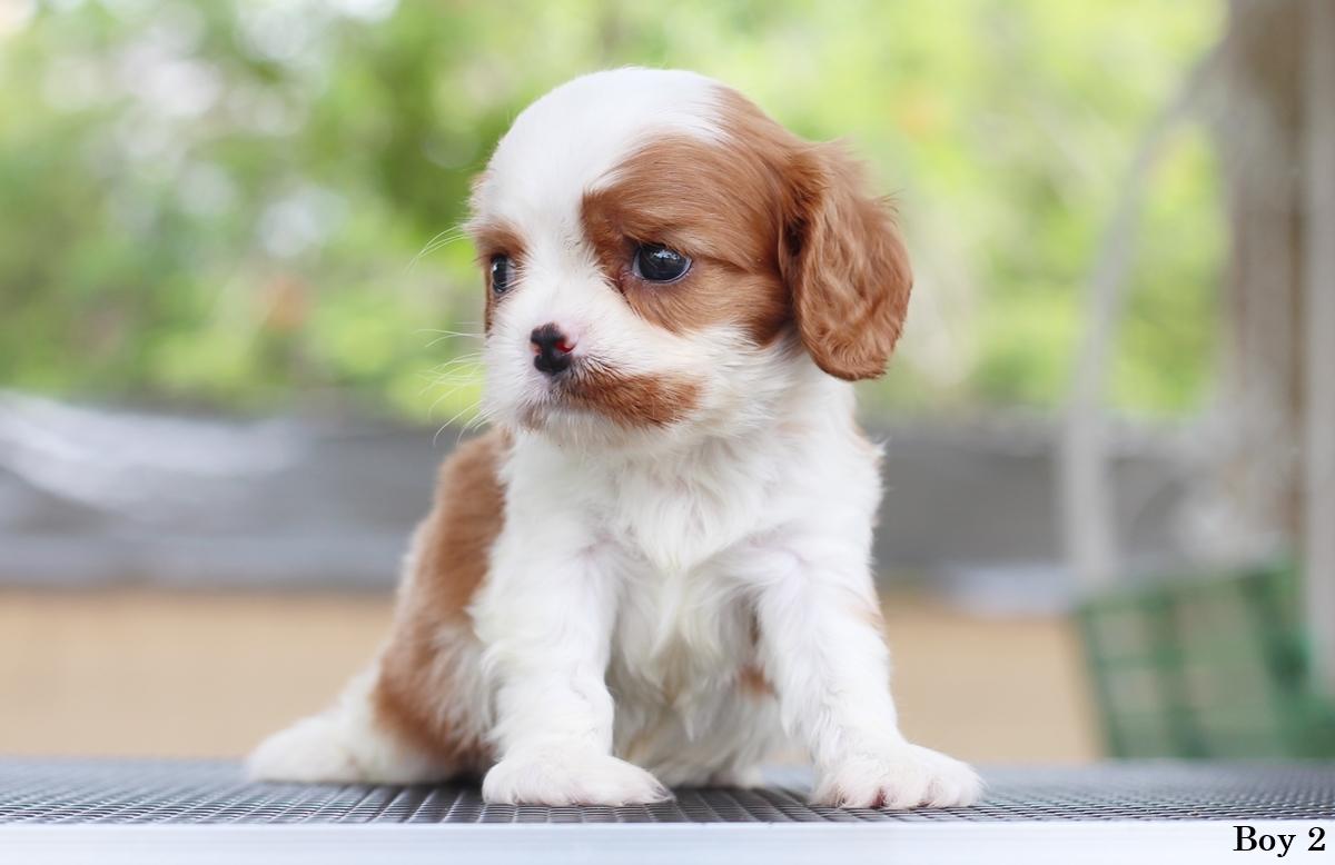 (sold out) คาวาเลียเพศเมีย นิสัยขี้อ้อนมากๆ สุขภาพสมบูรณ์แร็ง กินเก่งเลี้ยงง่าย เกิดมาจากพ่อแน่นำเข้า สายเลือดดี ใครต้องการสุนัขคาวาเลียร์สายพันธุ์ดีๆ พลาดไม่ได้ค่า คาวาเลียเพศผู้ หน้าตาน่ารัก ร่าเริงและฉลาดมากๆ กินเก่ง เลี้ยงง่าย หน้าตาแบ๊วๆ พ่อแน่นำเข้า