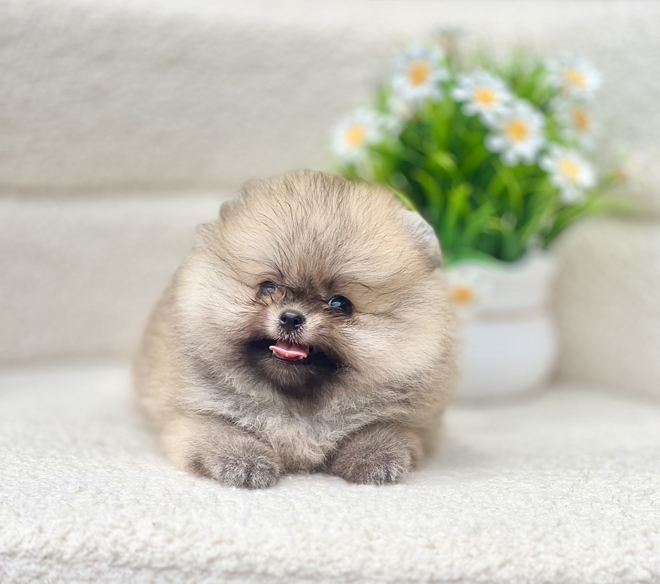 ปอมแท้มีรับประกันความสวยตอนโต