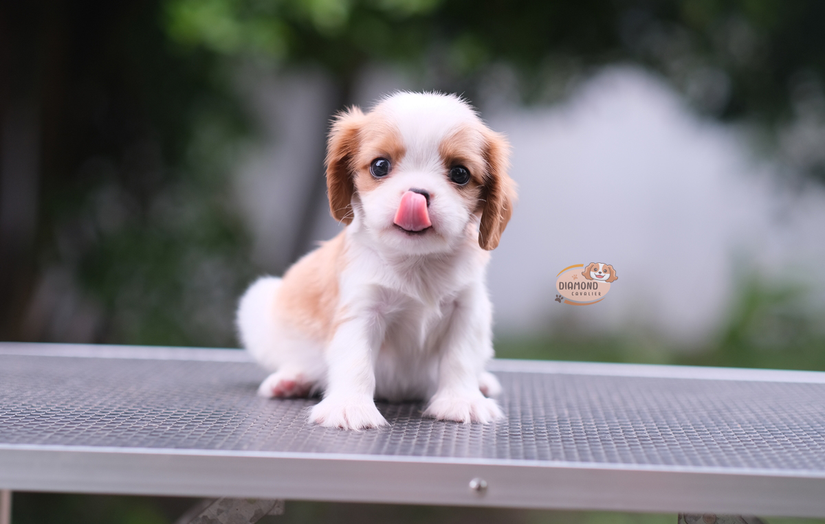 คาวาเลีย , เพศผู้ หน้าตาน่ารัก มาร์คกิ้งสวย นิสัยขี้อ้อนมากๆ สุขภาพสมบูรณ์แข็งแรง สามารถมาดูตัวจริงได้ที่ฟาร์ม สถานะพร้อมย้ายบ้านค่ะ