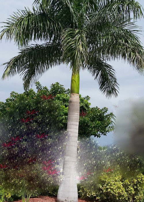 Roystonea regia (Royal Palm)