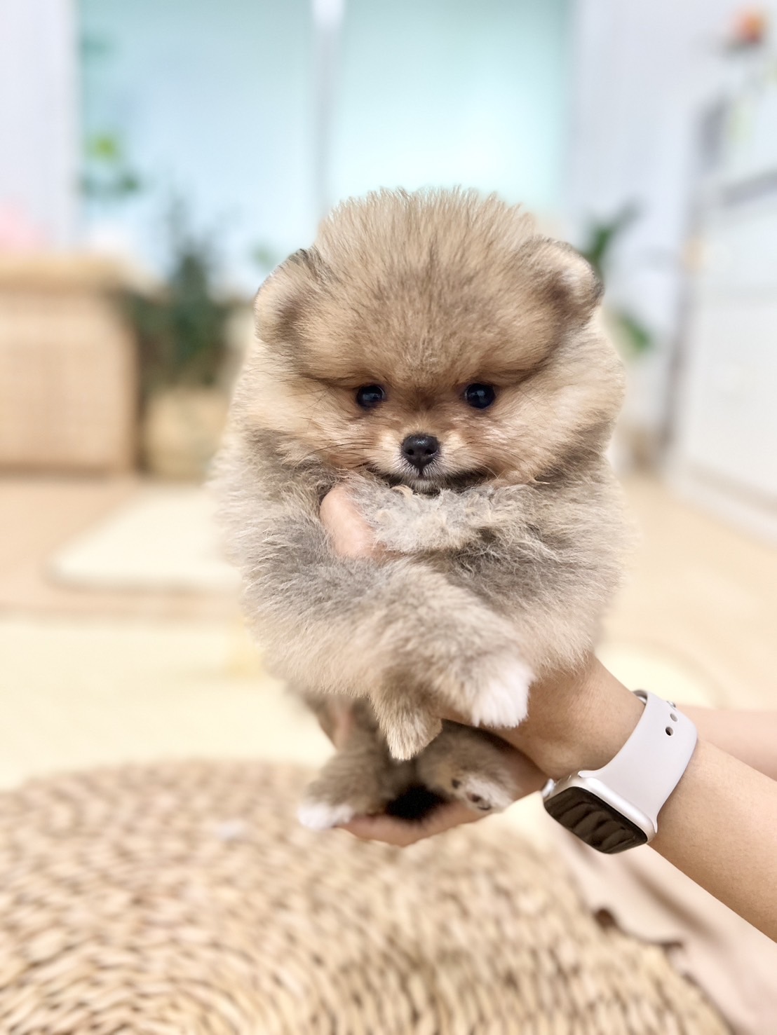 น้องปอมสีส้ม