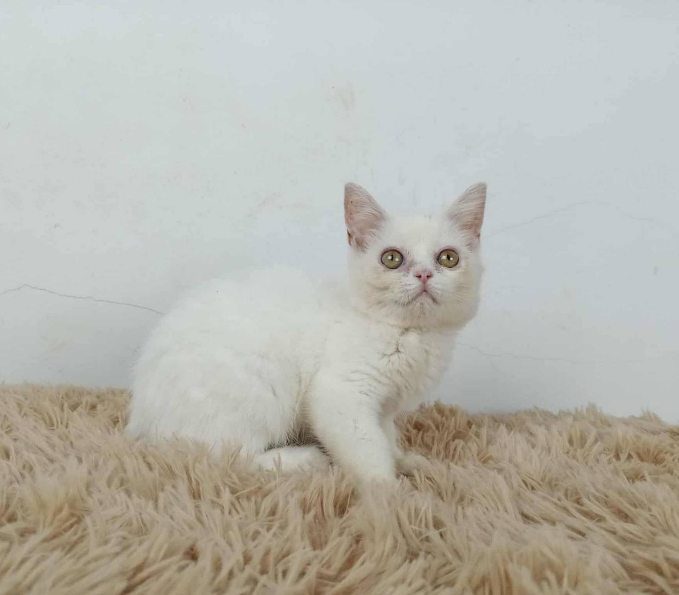 6.แมวมันช์กิ้นขายาว/เพศผู้ Munchkin Cat long legs/Male