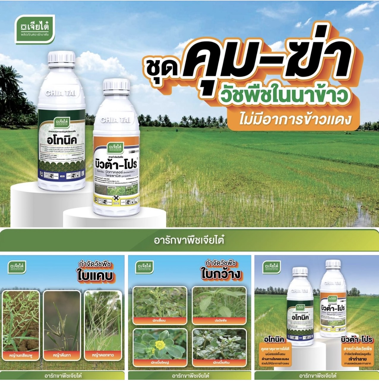 อโทนิค 100 ซีซี + บิวตาร์โปร 1 L ชุดคุม-ฆ่า วัชพืชใบแคบ ใบกว้าง ในนาข้าว ไม่มีอาการข้าวแดง