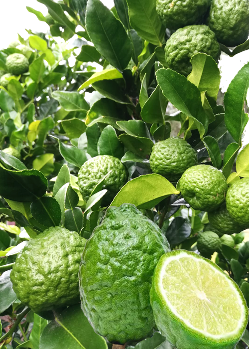 LEMON KAFFIR (Citrus hystrix)