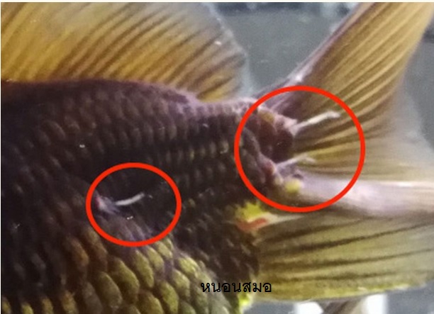 เอ็ม.เอ.ฟอร์มาลีน 450 ml.(สำหรับปลาสวยงาม กำจัดปรสิต จุดขาว โปรโตซัว เห็บ ปลิงใส)