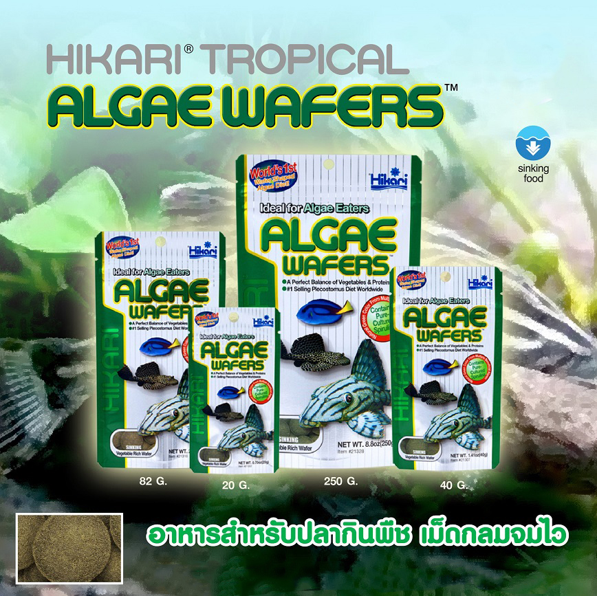 Hikari Algae Wafers (อาหารสำหรับปลาพื้นตู้ และปลาทะเล สูตรผสมสาหร่าย)