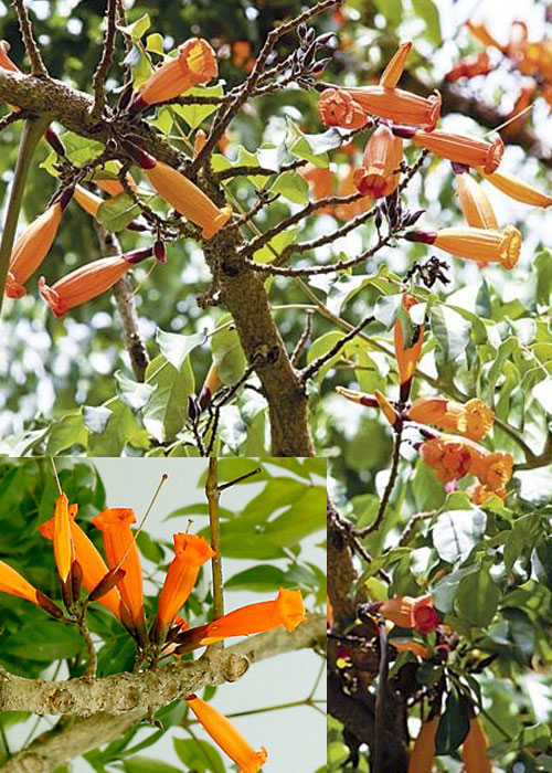 Mayodendron igneum (Mayodendron)