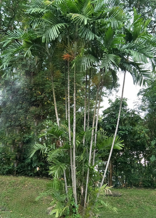 Ptychosperma macarthurii (Macarthur palm)