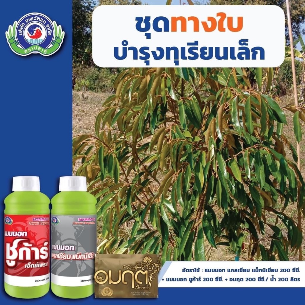 ชุดทางใบ บำรุงทุเรียนเล็ก แมมมอท ชูก้าร์+แมมมอท แคลเซียม แม็กนีเซียม+อมฤต ( โมลิบดินัม )