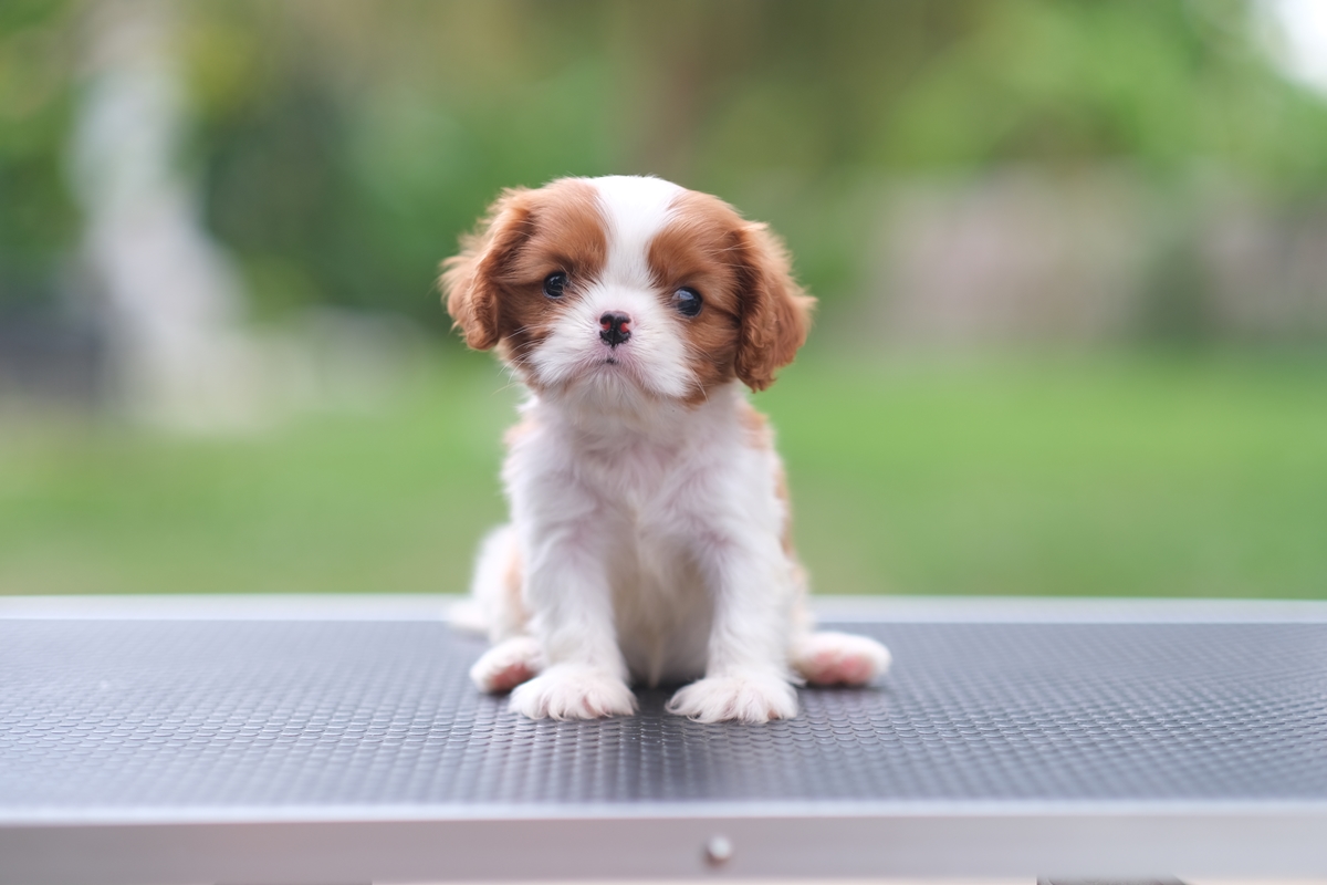 (sold out) เพศเมีย คาวาเลียร์ สายเลือดดีเกิดมาจากพ่อนำเข้า และมีตำแหน่งไทยแชมป์ สุขภาพแข็งแรง มีรับประกันหลังการขาย และมีเทรนเนอร์และนำวิธีการเลี้ยงให้ตลอดการเลี้ยงดูสุนัข