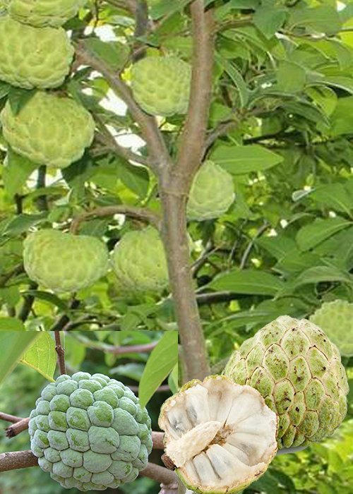 CUSTARD APPLE (Annona squamosa )
