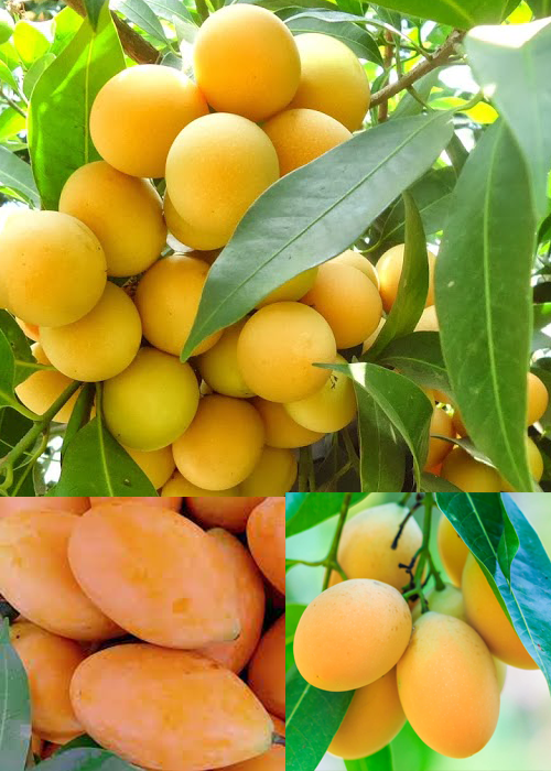 PLUM MANGO/MAPRANG (Bouea macrophylla)