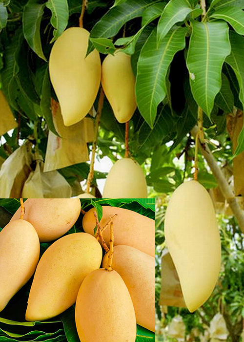 MANGO (Mangifera indica)