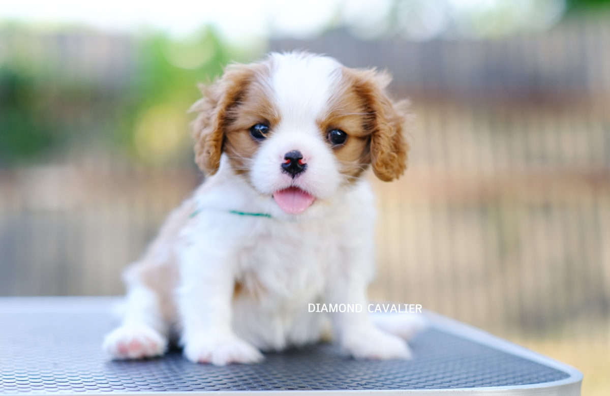 พร้อมจำหน่าย ลูกคาวาเลียร์ เพศเมีย เกิดมาจากพ่อแน่นำเข้า และมีตำแหน่งเป็นไทยแชมป์ทั้งพ่อและแม่ สายเลือดดี สุขภาพสมบูรณ์แร็ง กินเก่งเลี้ยงง่าย ใครต้องการสุนัขคาวาเลียร์สายพันธุ์ดีๆ พลาดไม่ได้ค่า