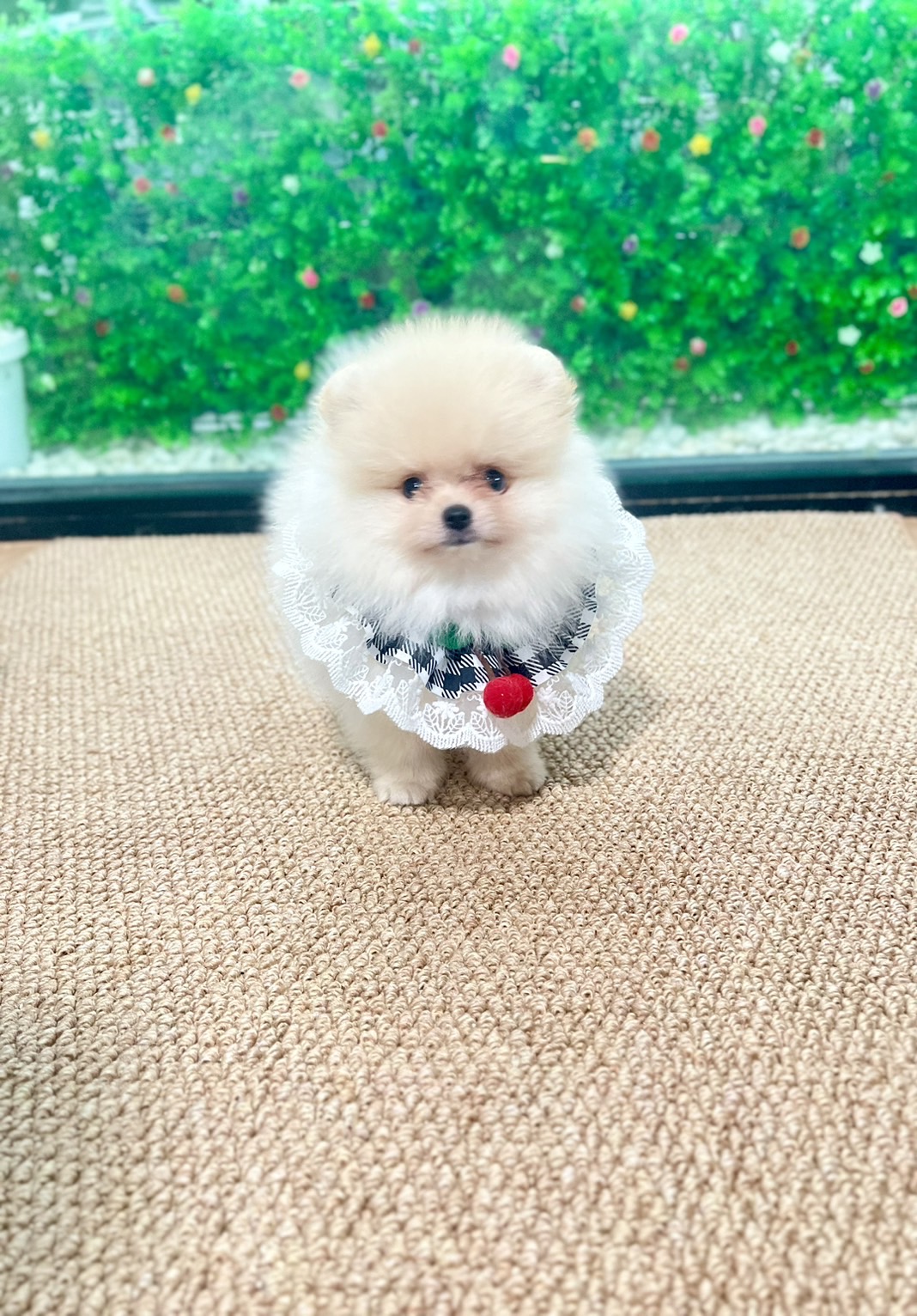 ปอมหน้าหมีขนเเน่น เพศผู้