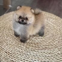 ปอมเมอเรเนียนหน้าหมี ทีคัพ สีส้ม