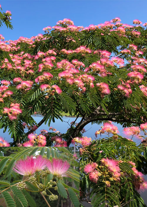 Albizia julibrissin (Persian silk tree)