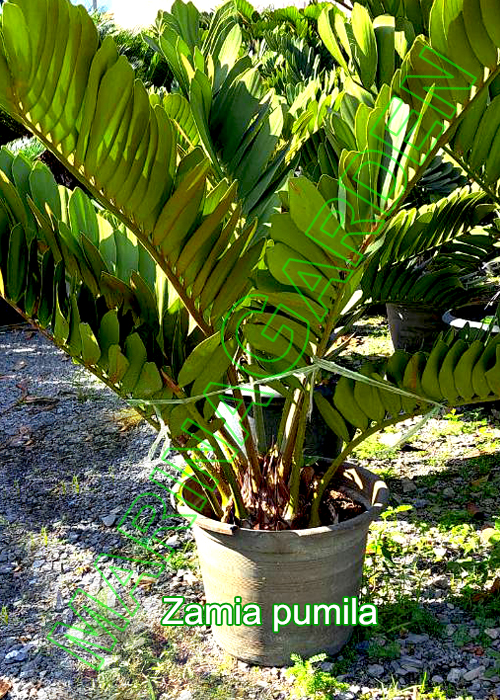 Zamia-pumila