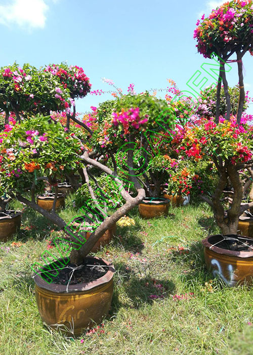 Bougainvillea (Paper Flower)