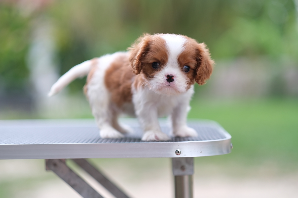 (sold out) เพศเมีย คาวาเลียร์ สายเลือดดีเกิดมาจากพ่อนำเข้า และมีตำแหน่งไทยแชมป์ สุขภาพแข็งแรง มีรับประกันหลังการขาย และมีเทรนเนอร์และนำวิธีการเลี้ยงให้ตลอดการเลี้ยงดูสุนัข