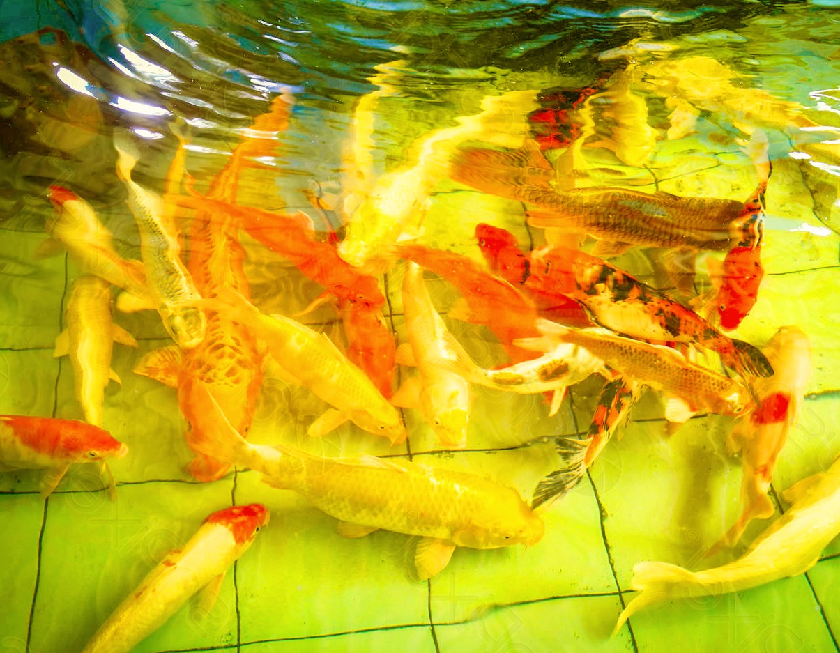 ยาเหลืองญี่ปุ่น 5 g.エルバーヅュ(🎌ผลิตภัณฑ์ของแท้จากญี่ปุ่น แก้ตกเลือด ตัวเปื่อย ซึมเบื่ออาหาร🎌)