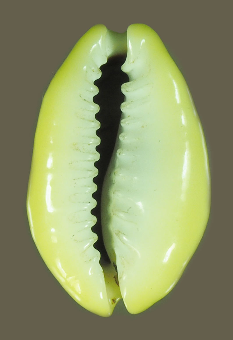 A5252 เบี้ยแก้ มีจาร ไม่ทราบอาจารย์ 12