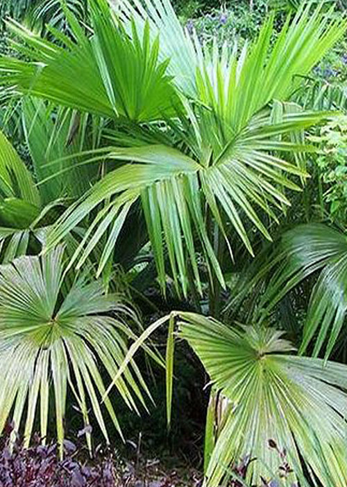 Livistona speciosa (Fan Palm) Thai