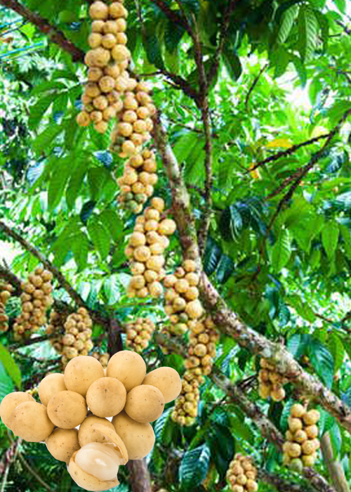 LONGKONG (Lansium parasiticum)
