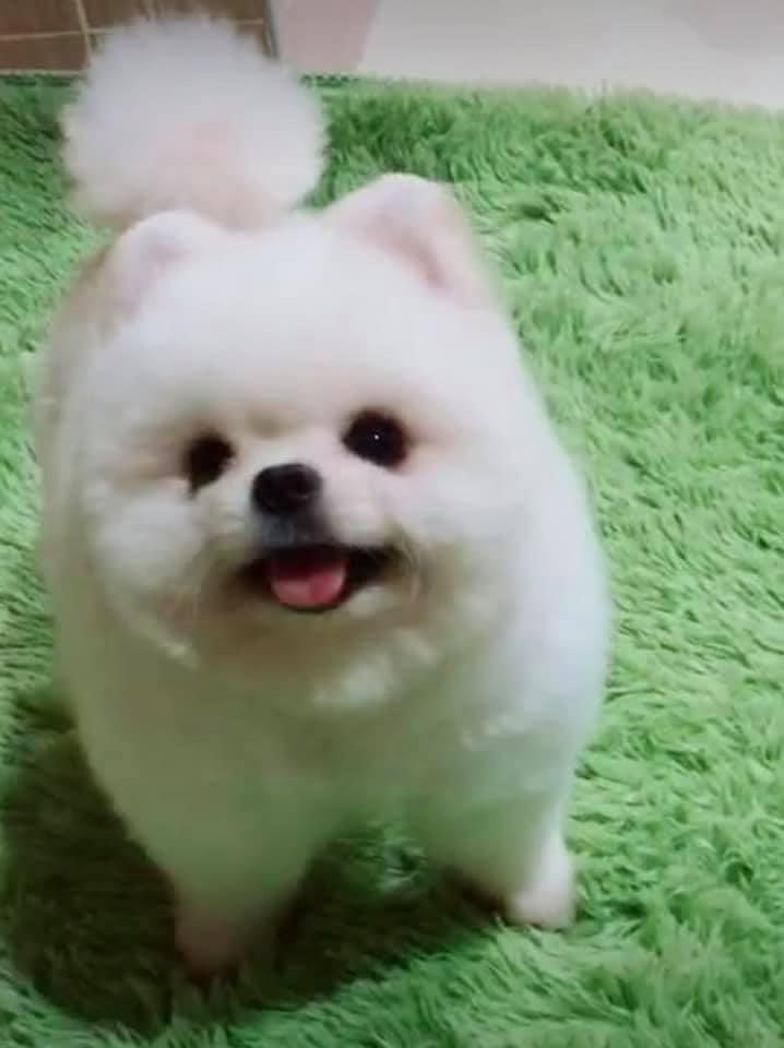 เปิดรับผสมพ่อพันธ์ุปอมเมอเรเนียน สีขาว