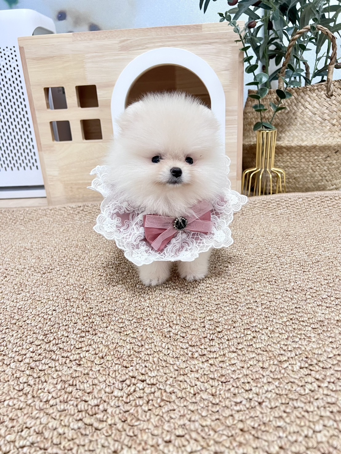 ปอมแท้ตัวผู้สีขาวครีม ขายหมาปอมหน้าหมี