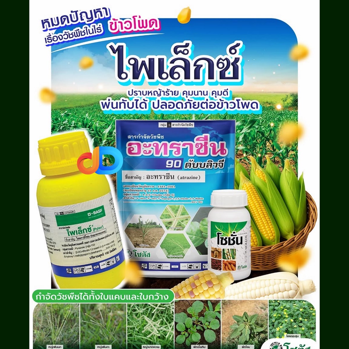 ชุด ไพเล็กซ์ โซตัส -ไพเล็กซ์ + โซชั่น + อะทราซีน พ่นทับ ข้าวโพดได้ ปลอดภัยต่อข้าวโพด คุมดี คุมนาน 1 ชุด ได้ 6 ไร่