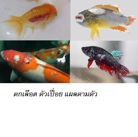 FUNGAZOL CURE CAPSULES (รักษา ครีบเปื่อย ตัวเปื่อย ตาฝ้า ครีบหางกร่อน แผลตามตัว ตกเลือด เมือกตามตัว)