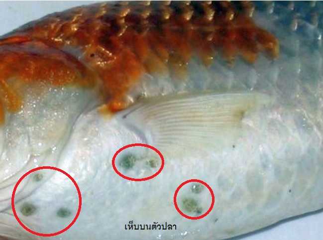 TOP Parasite Guard 50 g.(กำจัดเห็บ หนอนสมอ พยาธิภายนอก บนตัวปลา)