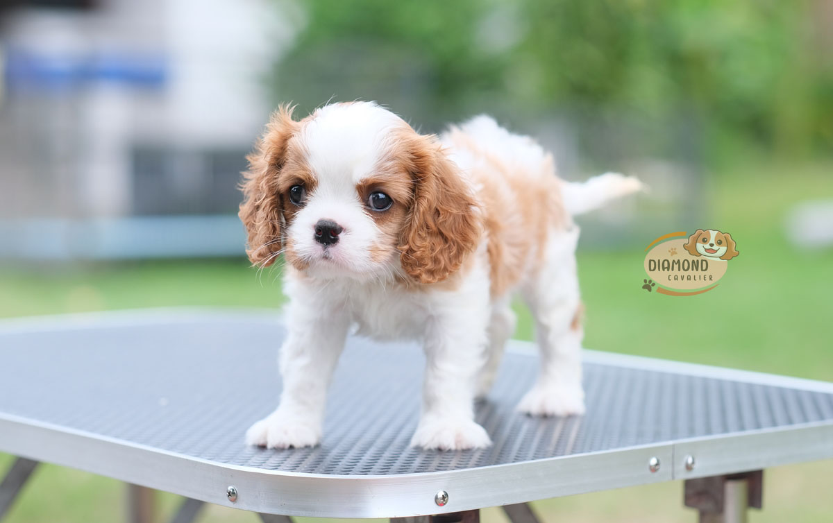 คาวาเลีย , เพศผู้ เกิดมาจากพ่อแม่นำเข้า กะโหลกใหญ่ สีเข้มสวย ร่าเริงวิ่งเล่นเก่ง สายเลือดดี