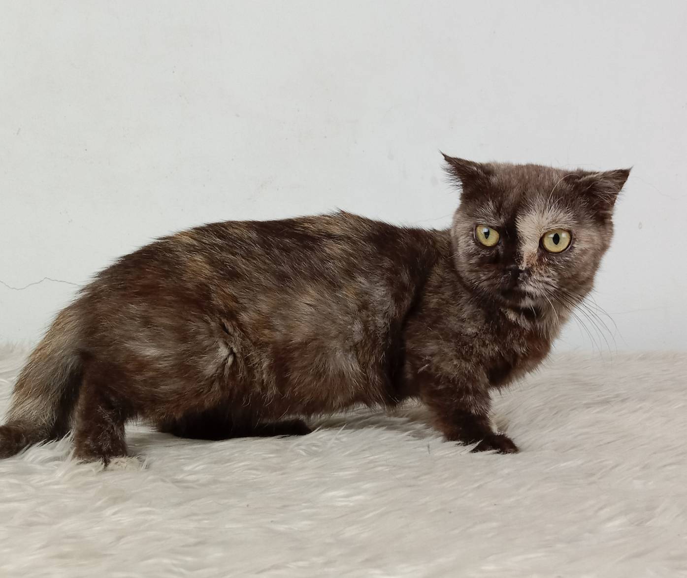 3.แมวมันช์กิ้น/เพศเมีย หาบ้าน Munchkin Cat/Female looking for a new home