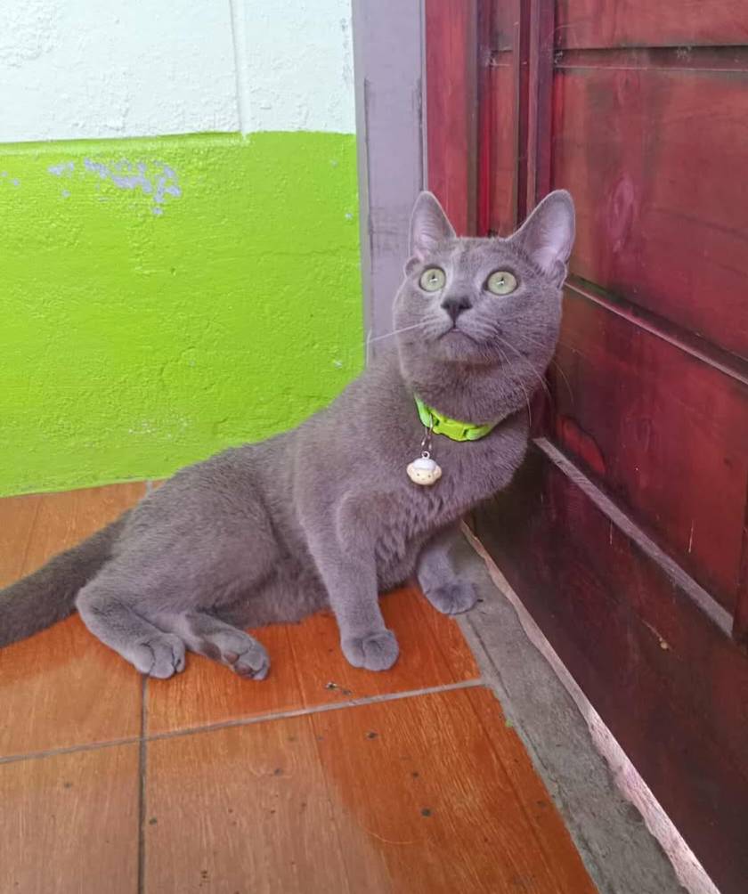 แมวรัสเซียน บลู/เพศผู้ นำเข้าจากเกาหลีใต้ มีเอกสารส่งออก+ฝังไมโครชิพ Russian Blue Cat/Male Imported from South Korea with export documents and microchipped.