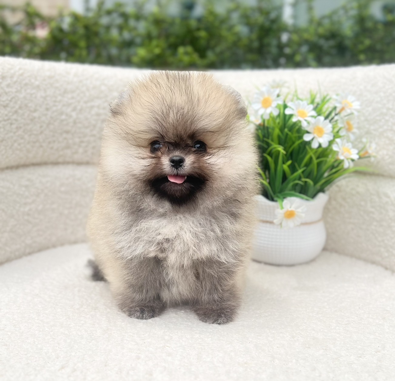 ปอมเพศผู้สีส้ม ปอมแท้มีรับประกันความสวยตอนโต